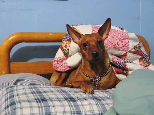 Sample of Miniature pinscher