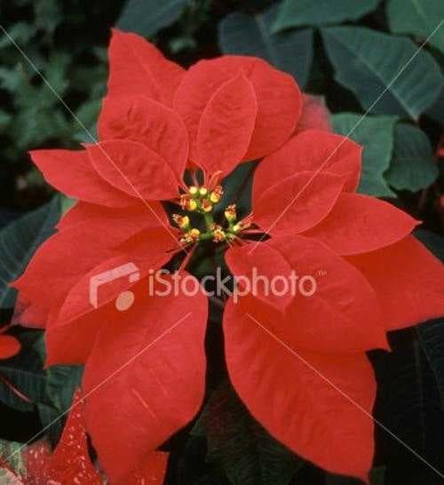 Sample of Poinsettia