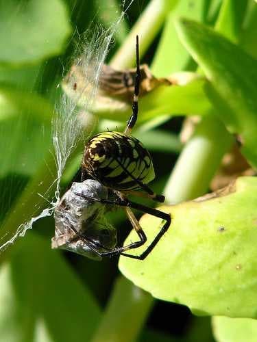 Sample of Garden spider