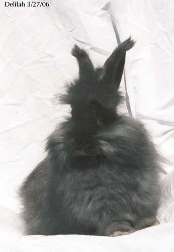 Angora image dataset preview