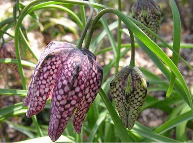 Sample of Fritillary