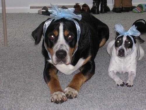 Sample of Greater swiss mountain dog