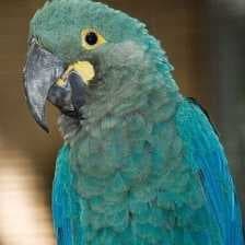 Sample of Lears macaw