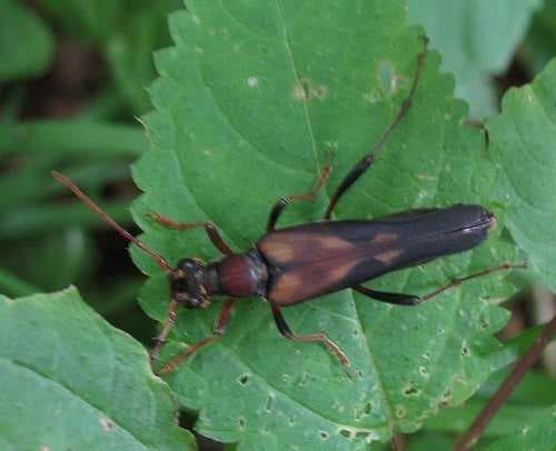 Sample of Long horned beetle