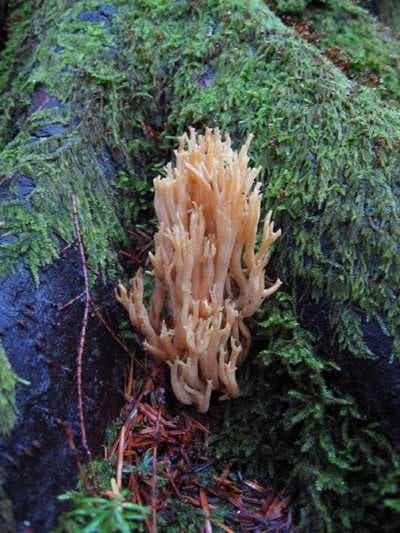 Sample of Coral fungus