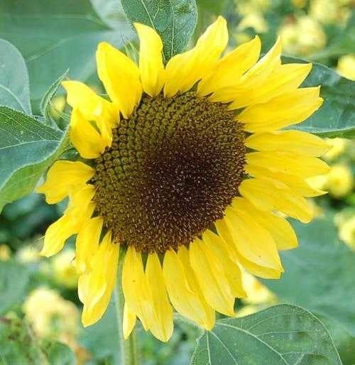 Sample of Sunflower