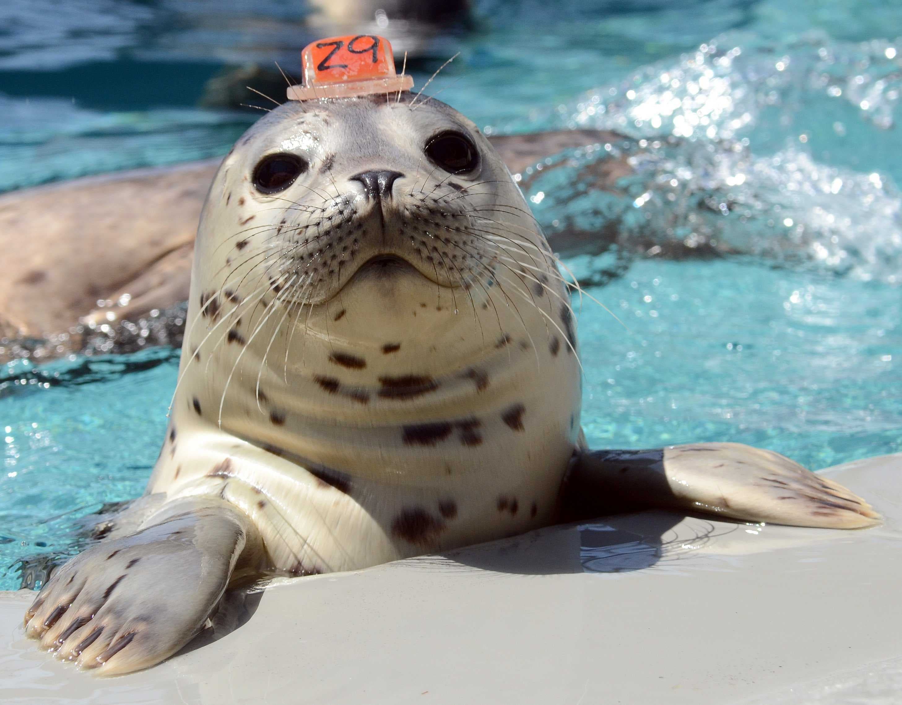 Seal image dataset preview