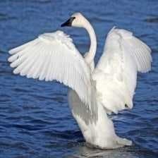 Sample of Trumpter swan