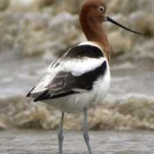 Sample of American avocet