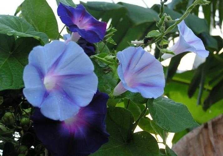 Sample of Morning glory