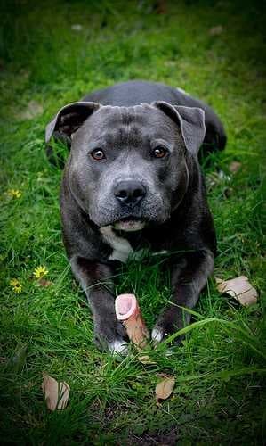 Staffordshire bull terrier image dataset preview