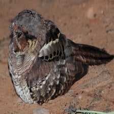 Common poorwill image dataset preview