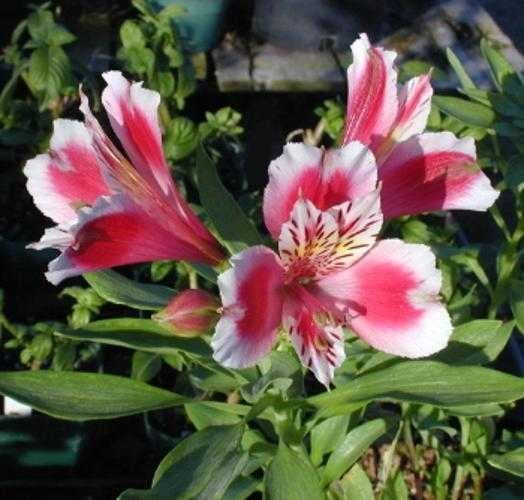 Sample of Peruvian lily