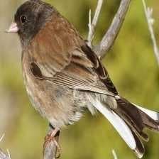 Sample of Dark eyed junco