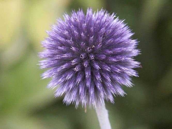 Sample of Globe thistle