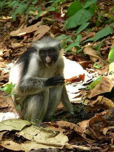 Sample of Colobus