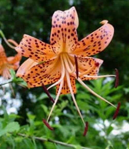 Sample of Tiger lily