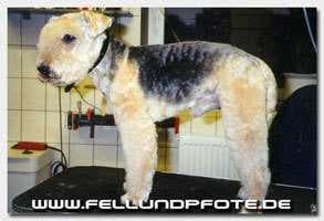 Sample of Lakeland terrier
