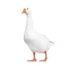 Sample of Goose