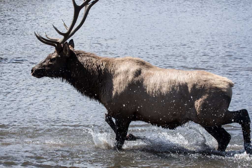Sample of Deer