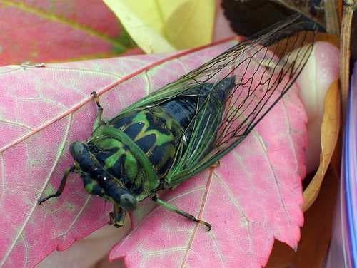 Sample of Cicada