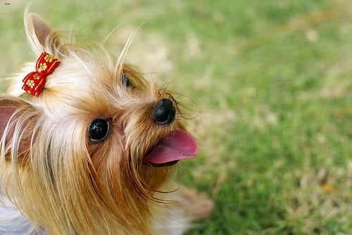 Sample of Yorkshire terrier