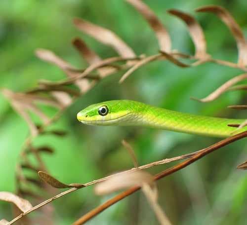 Sample of Green snake