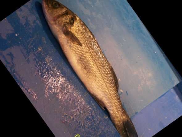 Sample of Sea bass