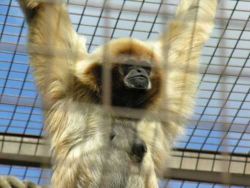 Sample of Gibbon