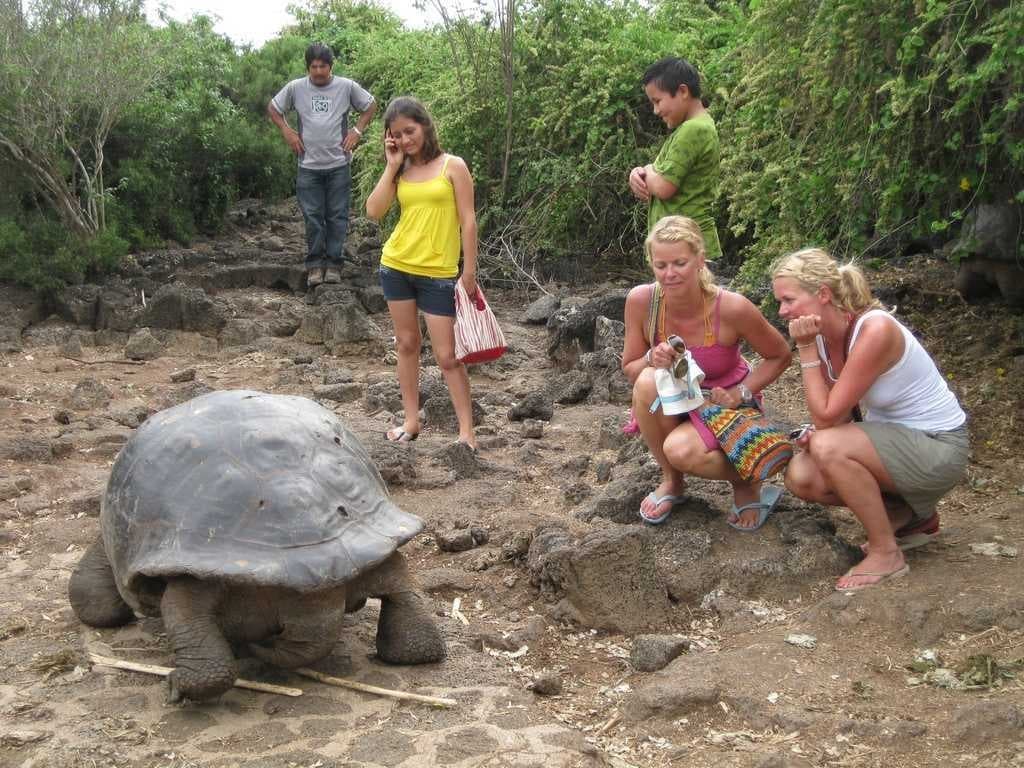 Sample of Tortoise
