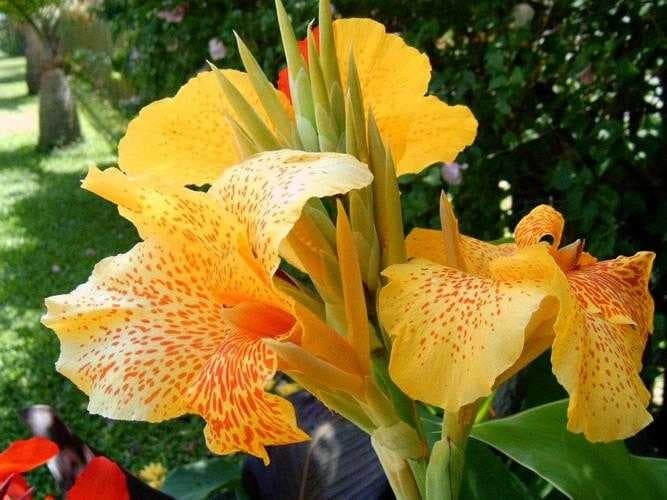 Sample of Canna lily