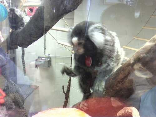 Sample of Marmoset
