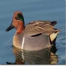 Sample of Teal duck