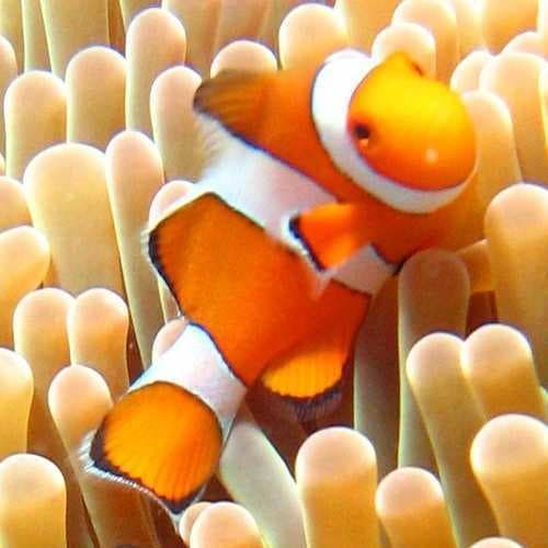 Sample of Anemone fish