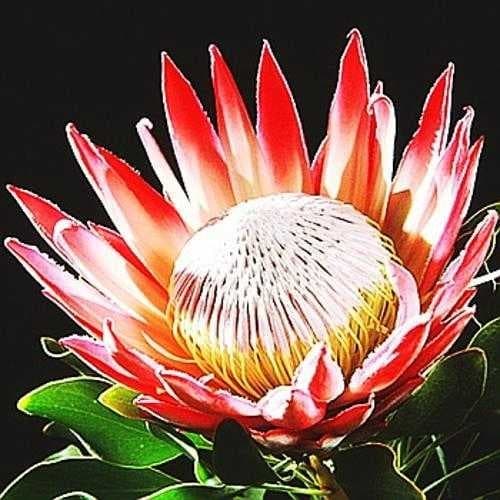 Sample of King protea
