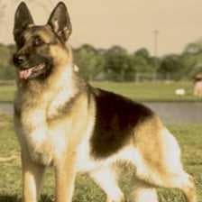 German sheperd image dataset preview