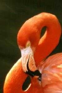Sample of Flamingo head