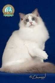 Sample of Ragdoll