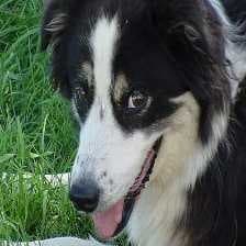 Sample of Border collie