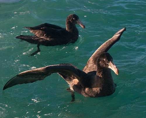 Sample of Albatross