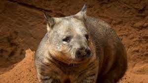 Sample of Wombat