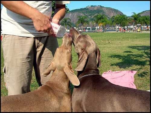 Sample of Weimaraner