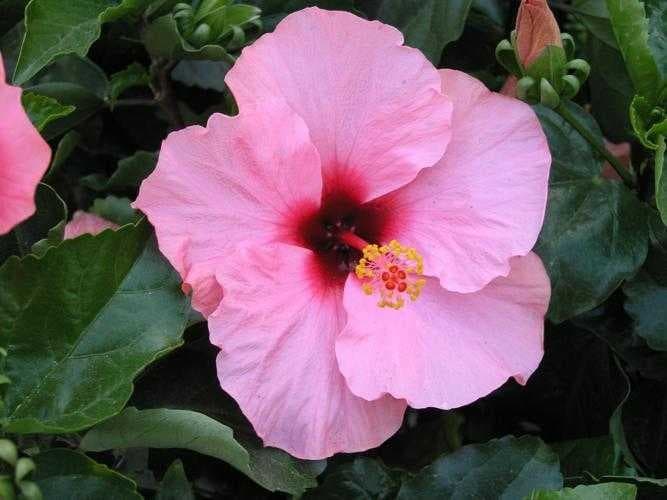 Sample of Hibiscus