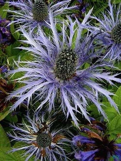 Sample of Alpine sea holly