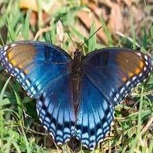 Sample of Spotted