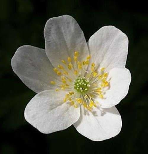 Sample of Windflower