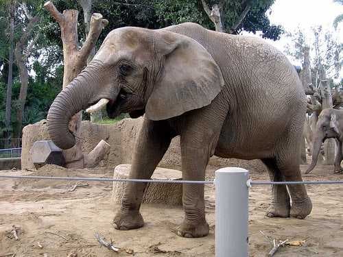 Sample of African elephant