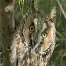 Sample of Long eared owl
