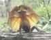 Sample of Frilled lizard