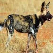 Sample of African wild dog
